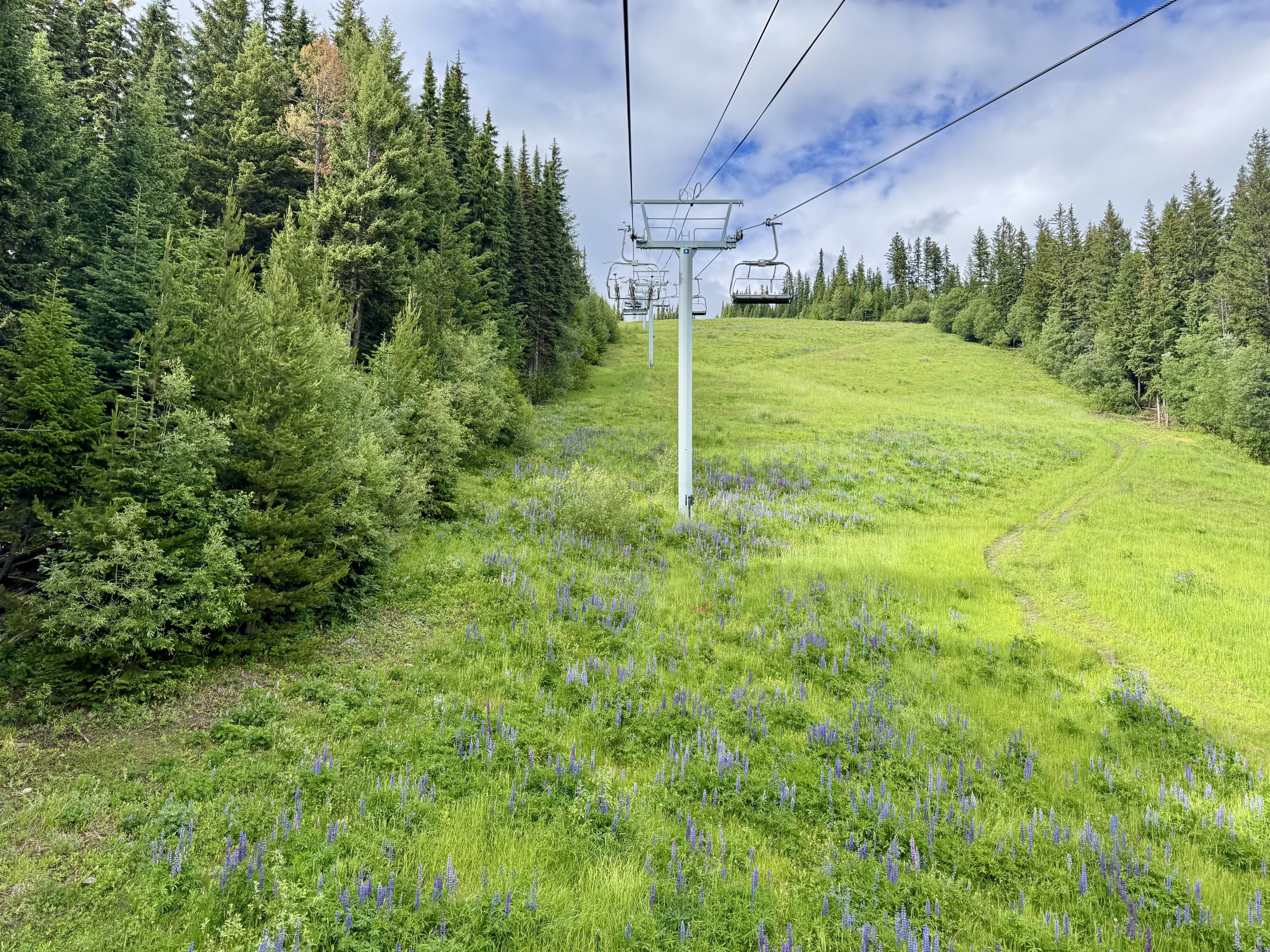 Photo from a chair on a ski lift looking forward. The lift has been set up for mountain biking with every third chair replaced by a carriage for 3 mountain bikes. The run beneath the lift is covered with lush green grass and purple wildflowers. The sky is blue with white wispy clouds.